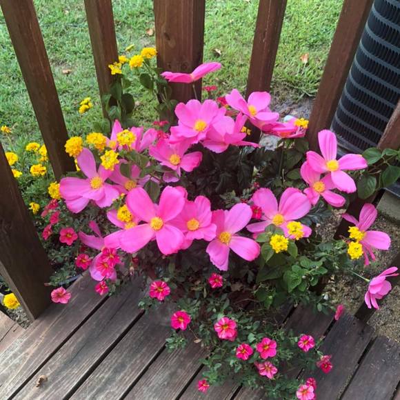 Meet your Posher, Samantha - Picture 1 of 1